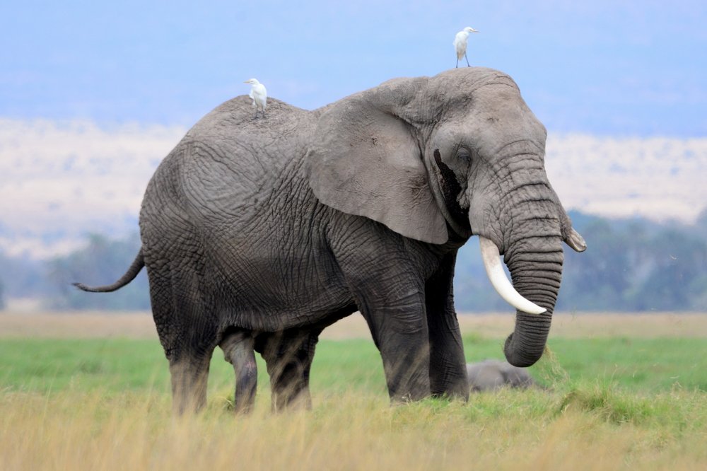 Фотография автора ONUR MUSTAFA