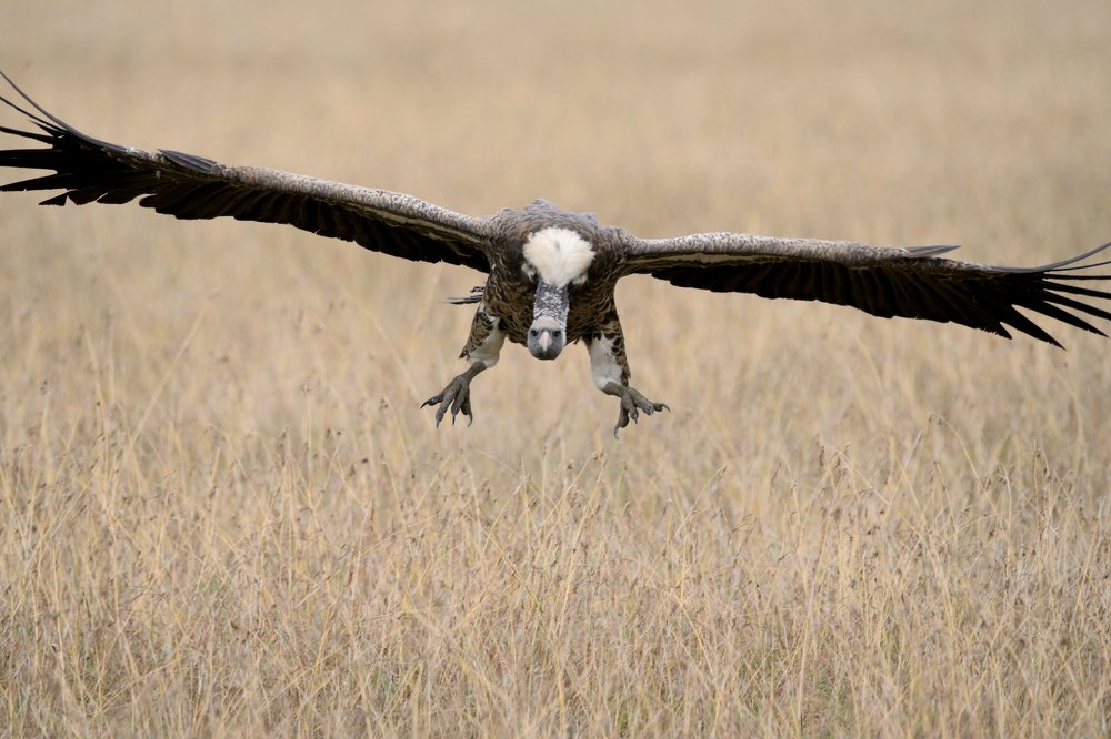 Фотография автора ONUR MUSTAFA