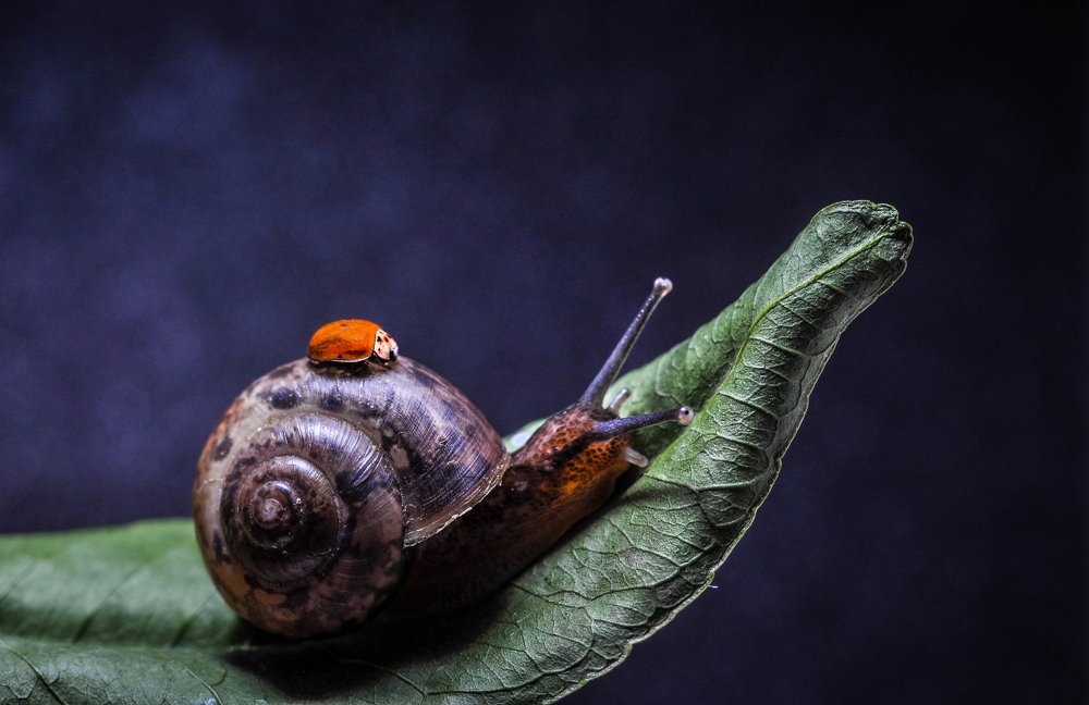 Photograph by Олеся zme