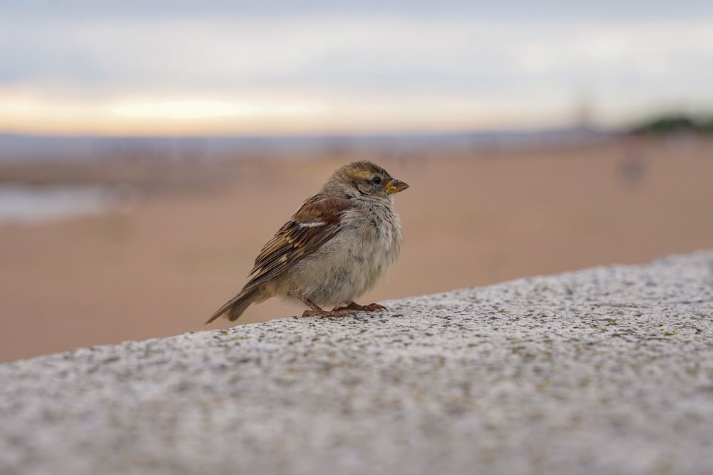 Photograph by Владимир Толстолетов