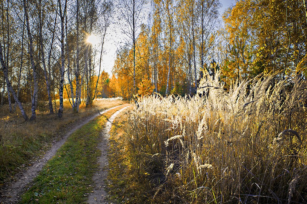 Дорога в осенний лес