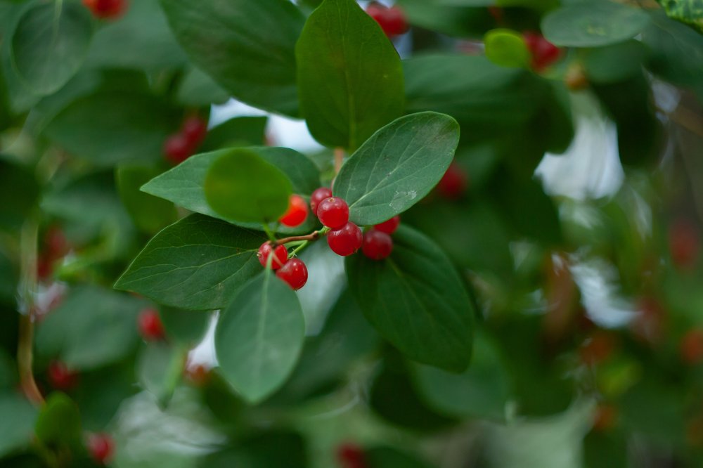Photograph by Александра Владимировна Кравченко