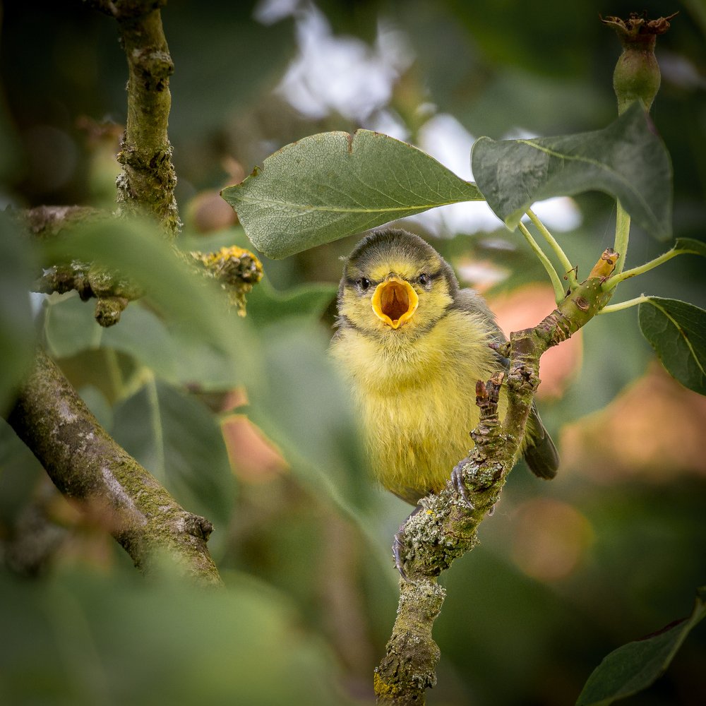 Фотография автора Roger Hamblok