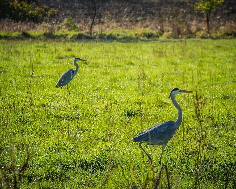 Фотография автора Roger Hamblok