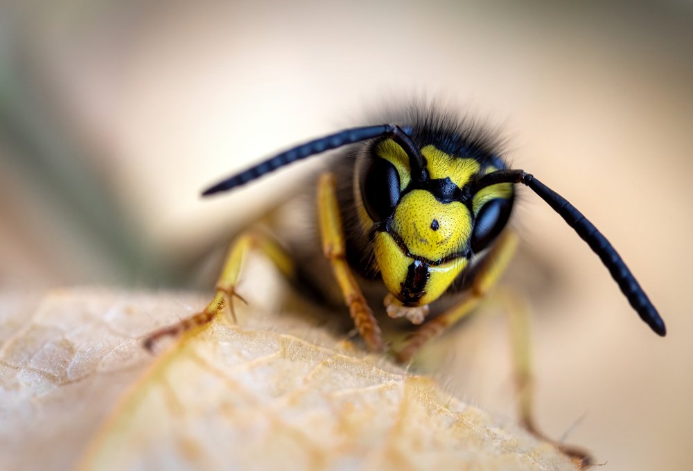 Portrait of a wasp