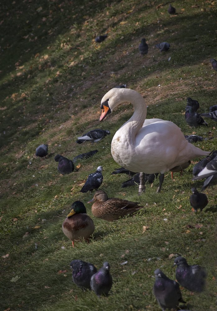 Не гадкий утенок и его друзья.