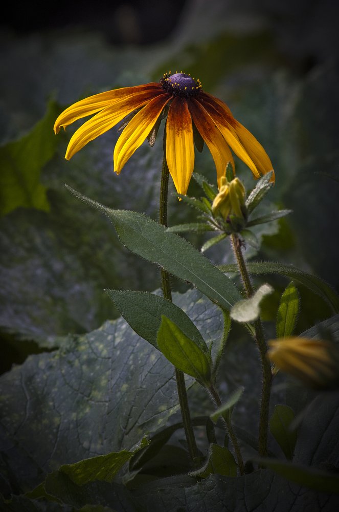 Садовый этюд.