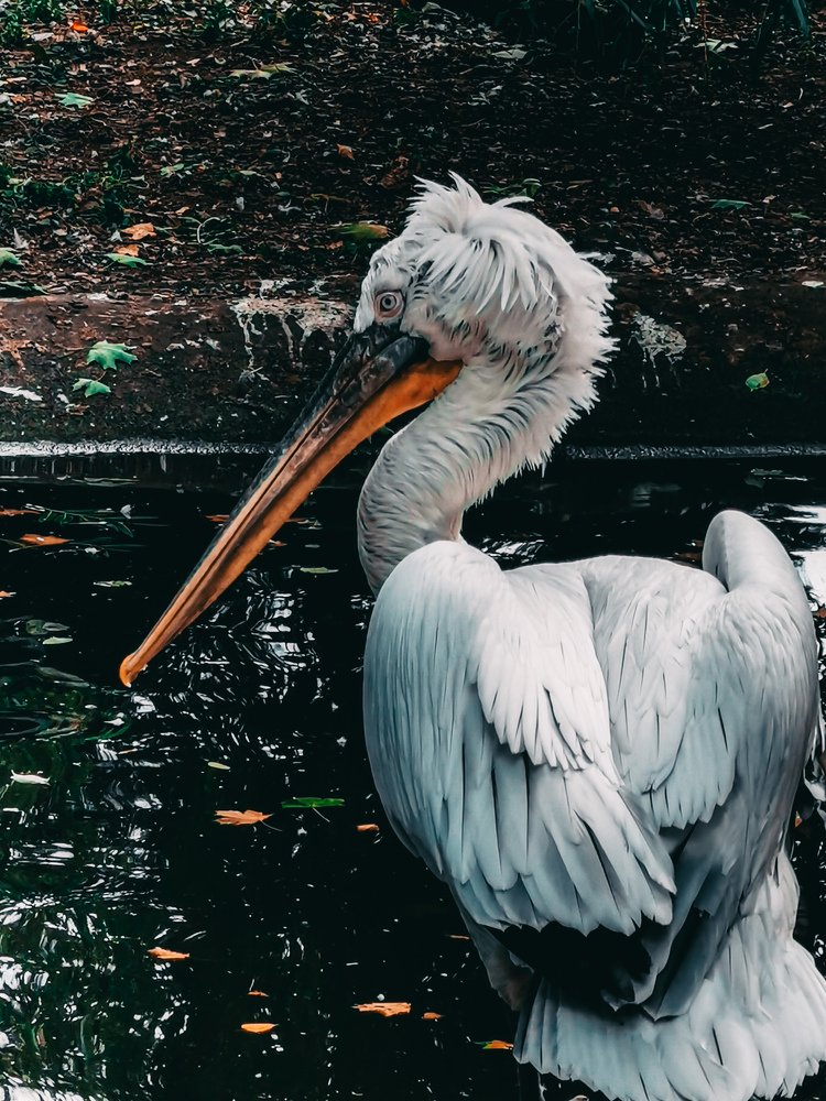 Photograph by Владимир Алейников