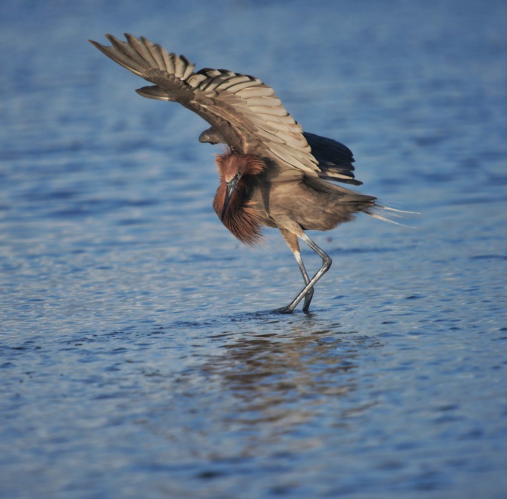 Photograph by Juan Carlos gamborino Sánchez