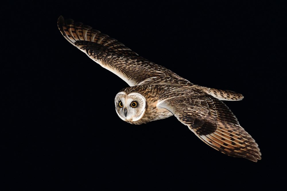 Ночные совы