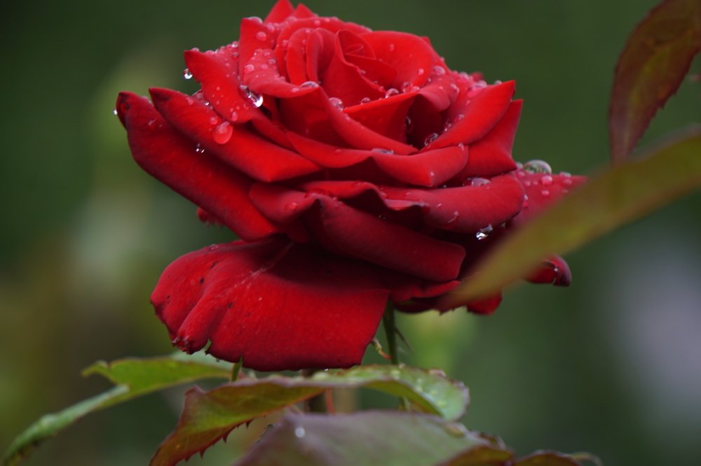 Photograph by Аркадий Смирнов