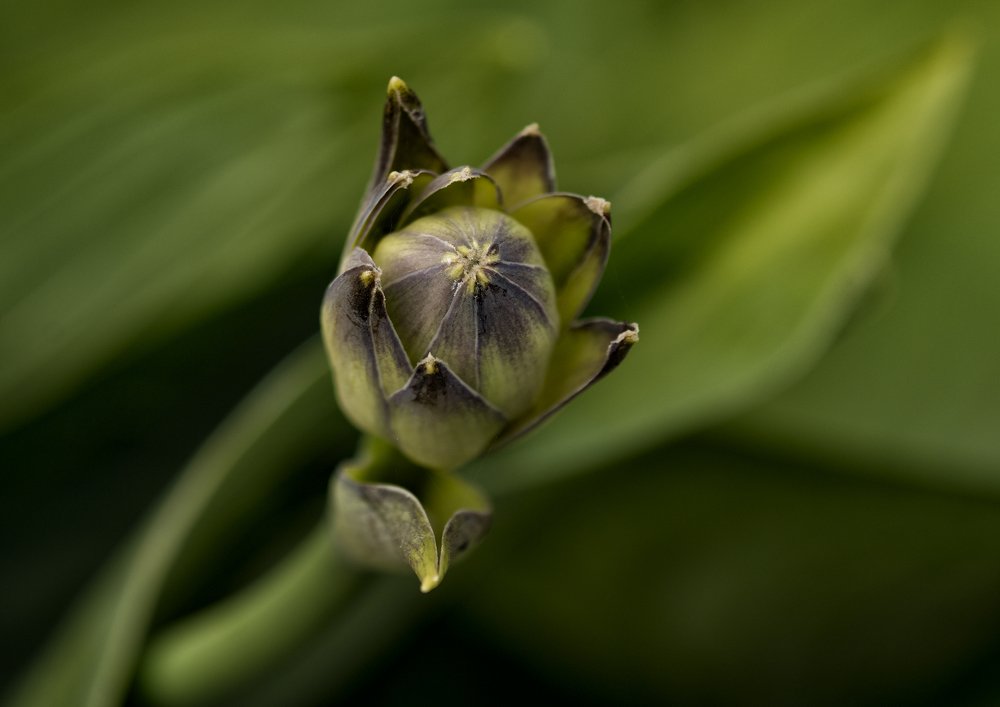 Photograph by Фёдор Никитин