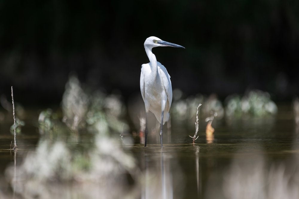 Great Egret