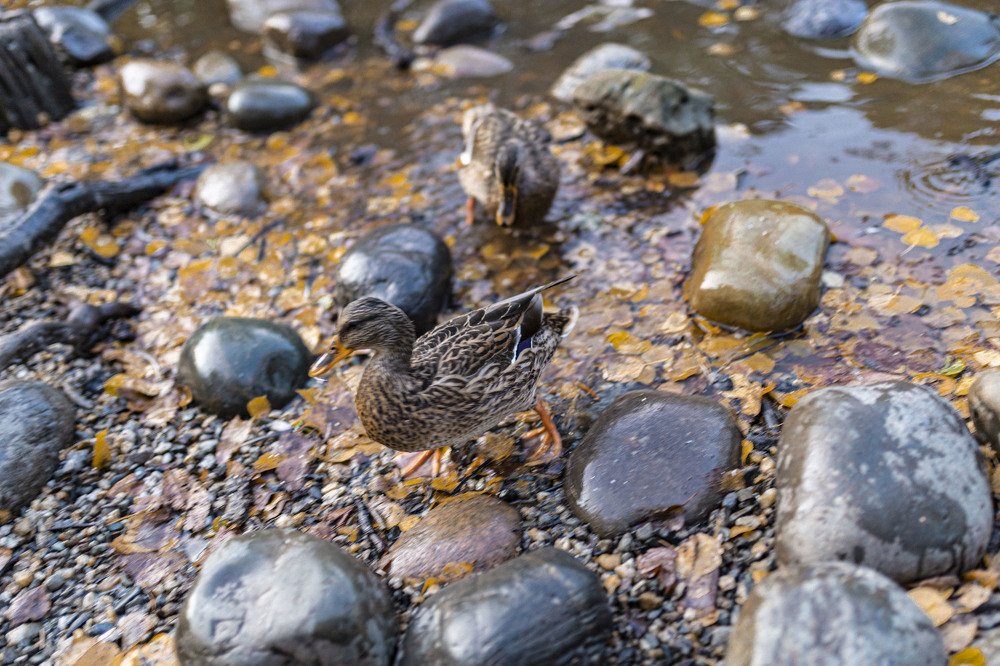 Photograph by ИРЕНА Федорова