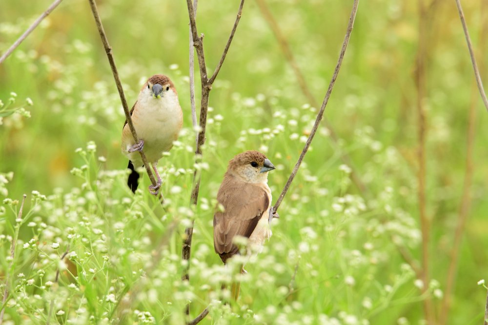 Photograph by sankamithra s