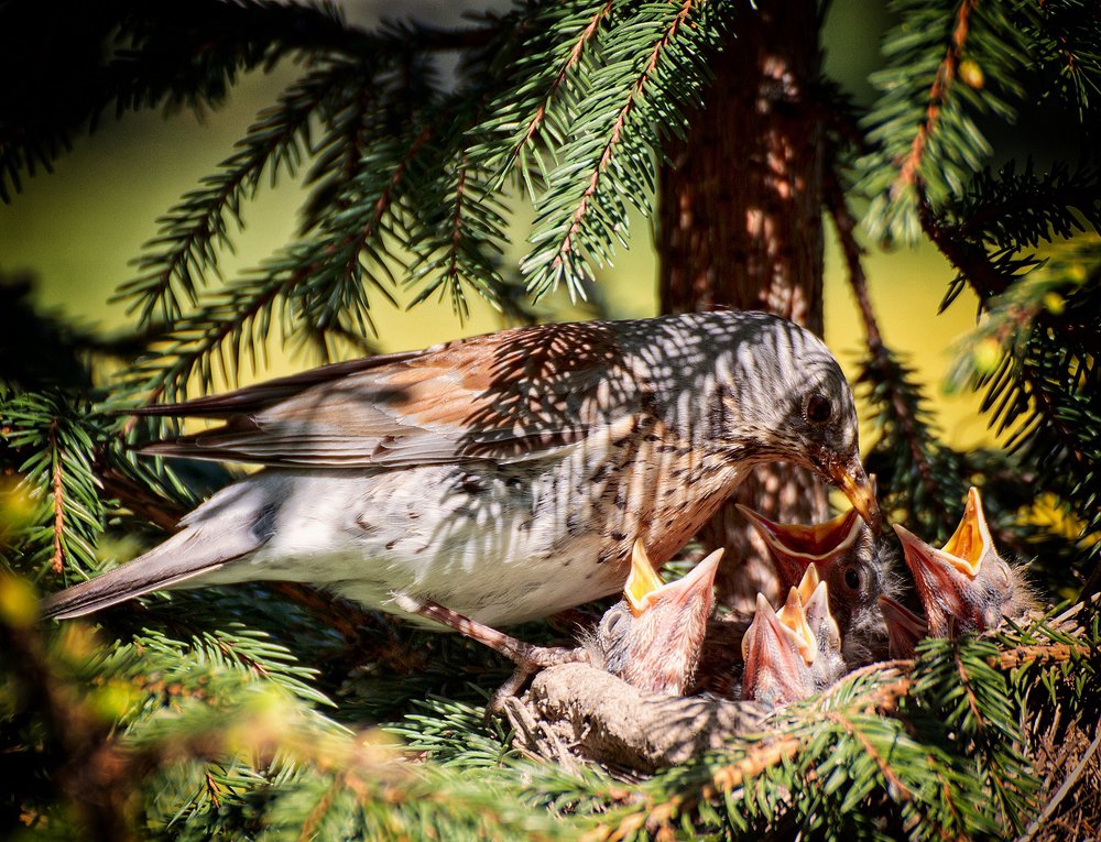 Photograph by Анатолий Салтыков