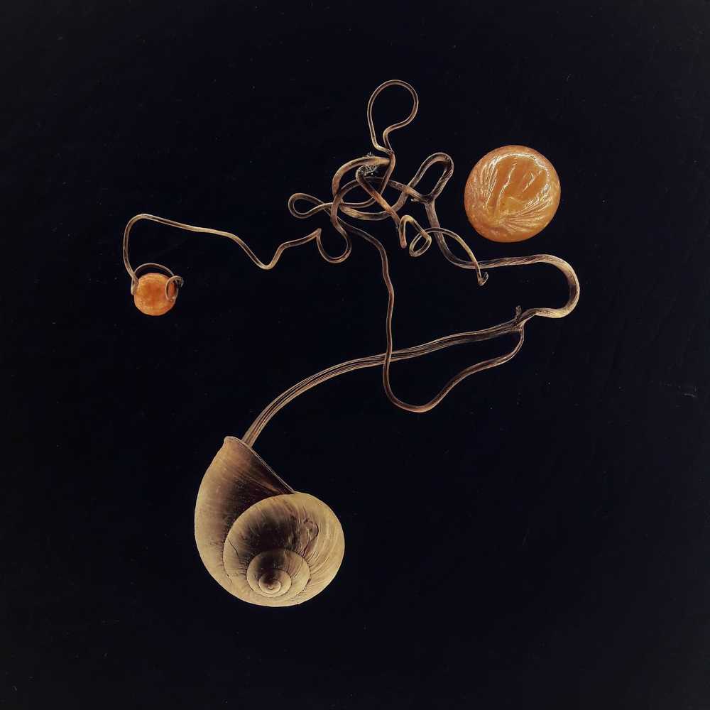 происхождение янтаря