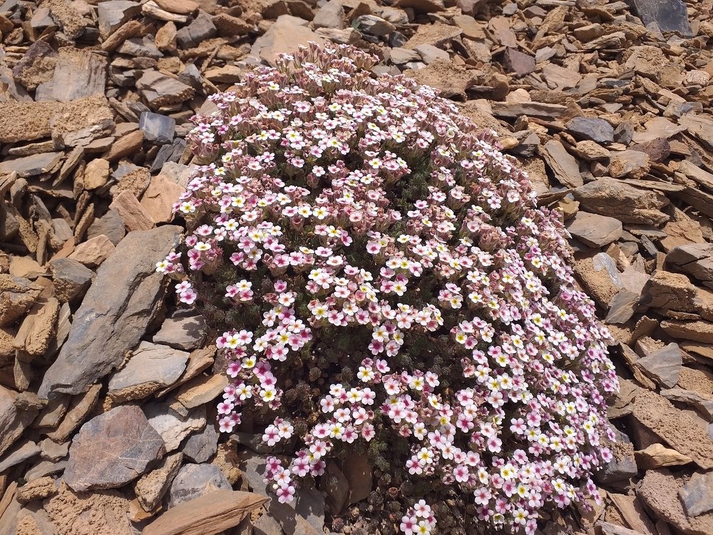 Alpine flora of the Pamirs