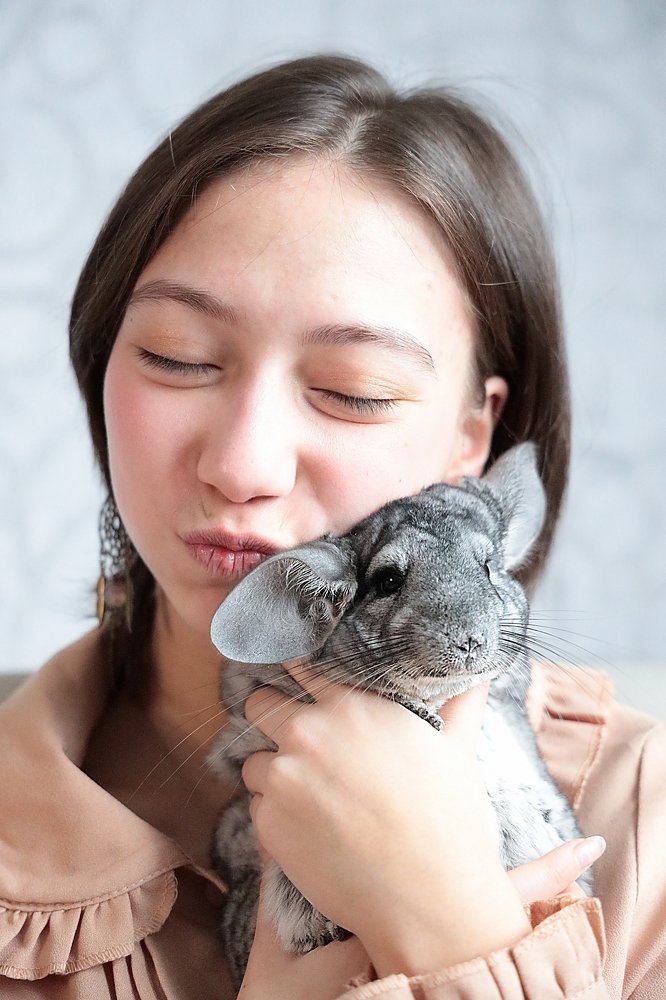 милая шиншилла (cute chinchilla)