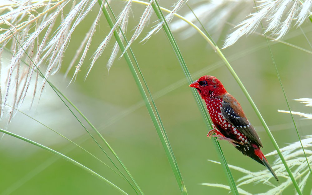 Photograph by Zayed Sanim