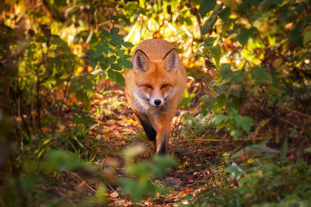 Photograph by Станислав Аристов