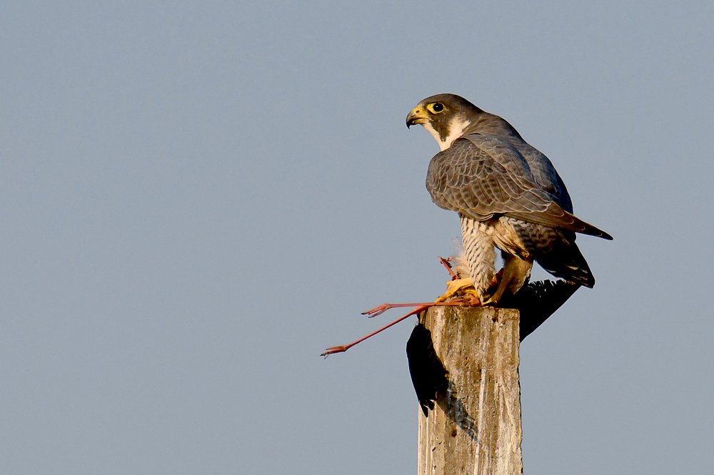 Photograph by Yuwaraj Gurjar