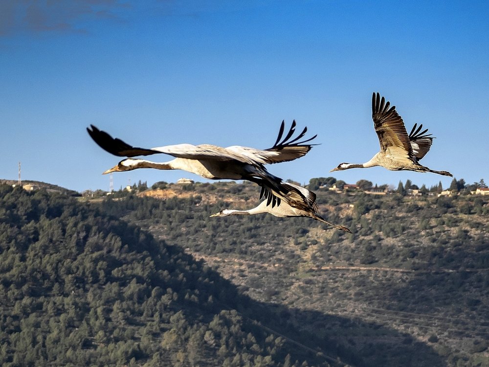 Photograph by Semion Ribinik