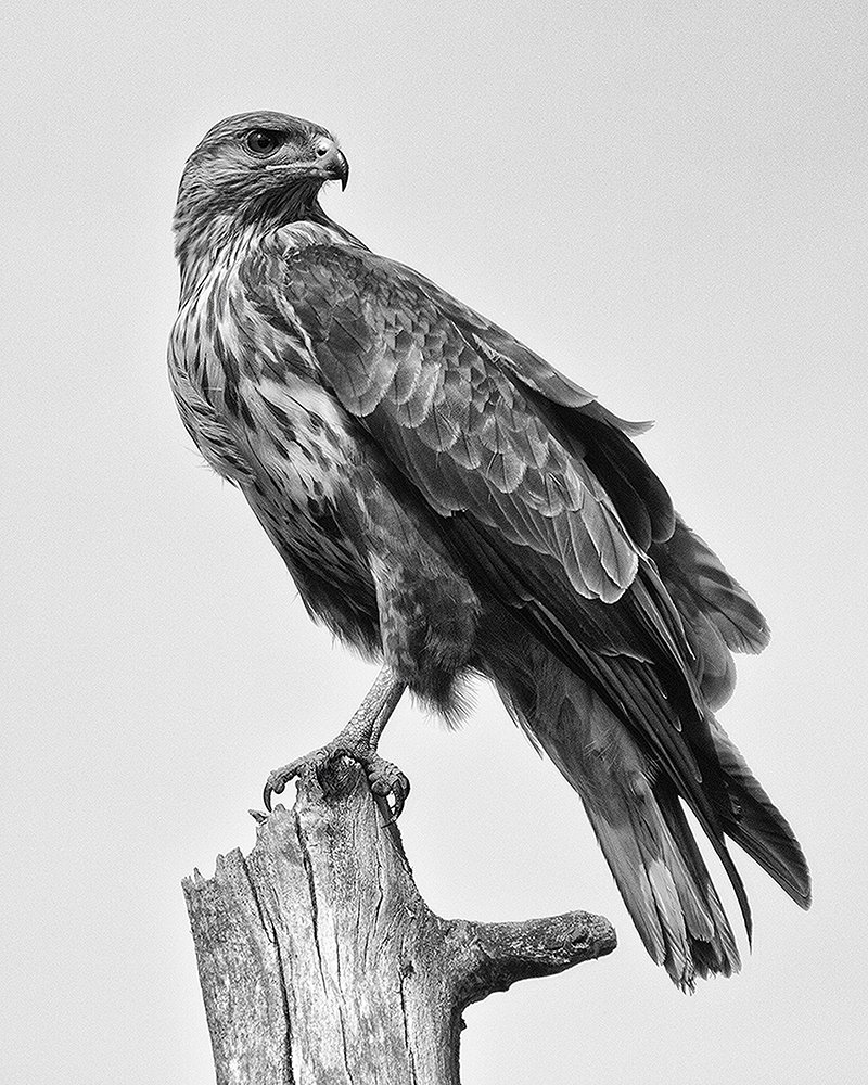 Photograph by Zizi Körmendy