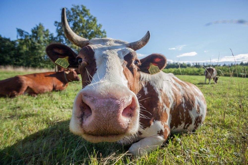 Photograph by Chev Photography