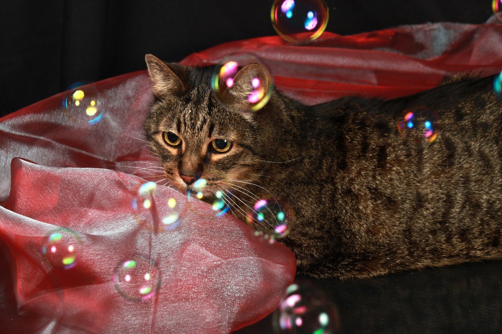 Photograph by Елена Кутепова