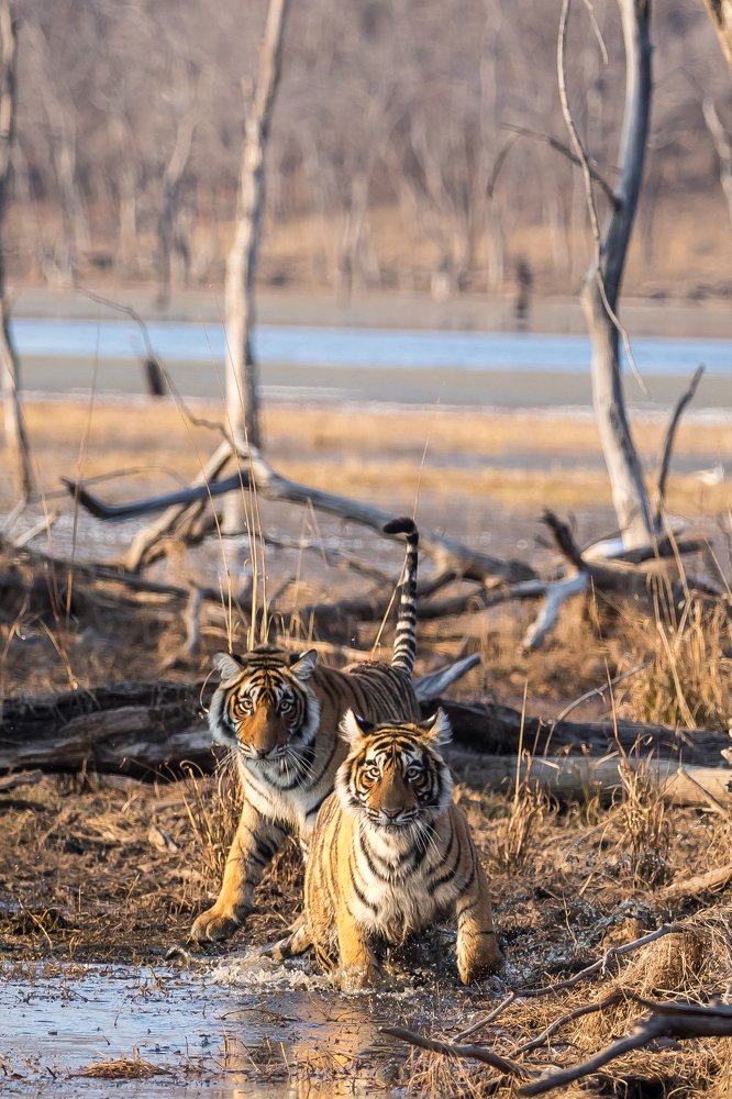A Tale of Two Sisters!