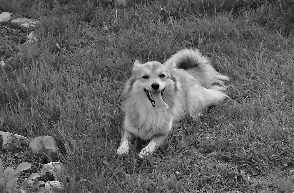 Photograph by Елена Стрельцова