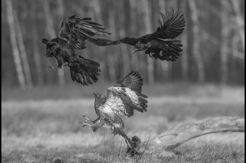 Photograph by Ernestas Balcikonis