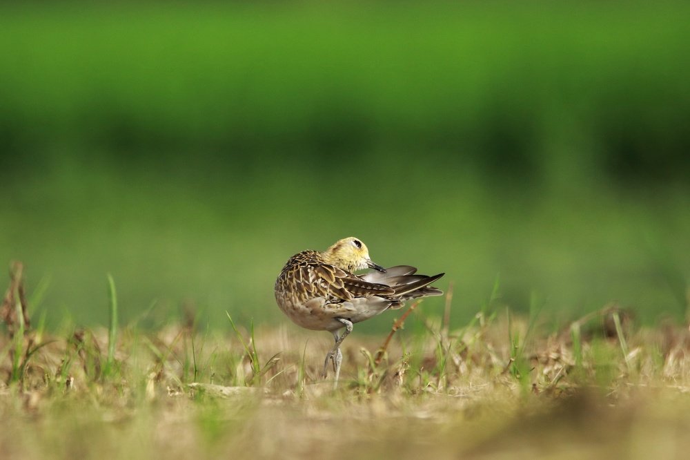 Photograph by Shabbosachi Das