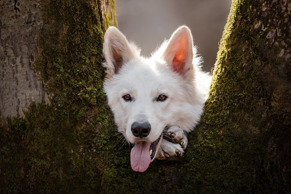 Фотография автора Екатерина Киреева