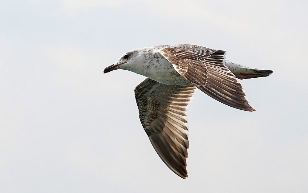 Photograph by Айшат Магомедова