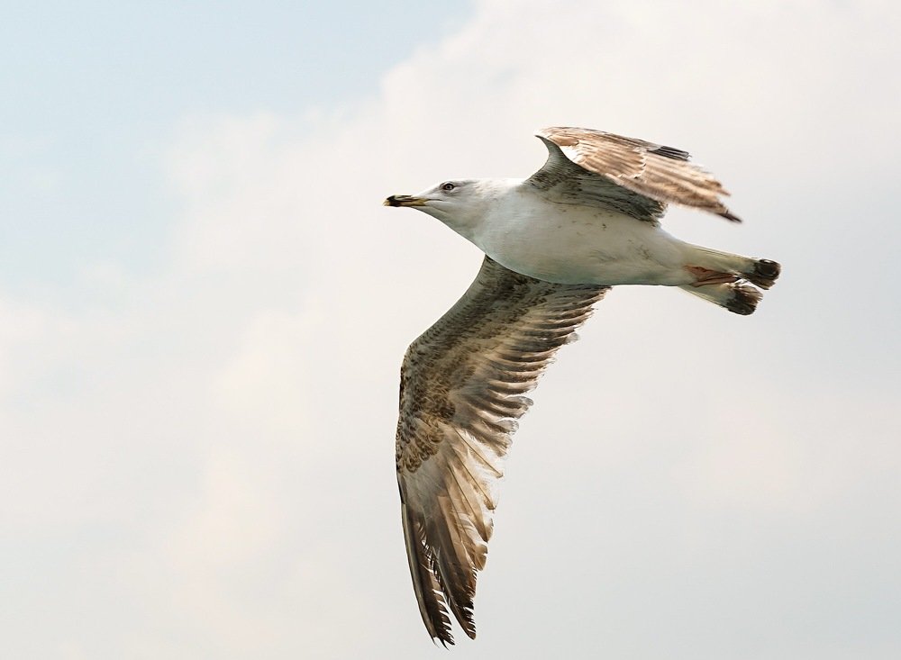 Photograph by Айшат Магомедова