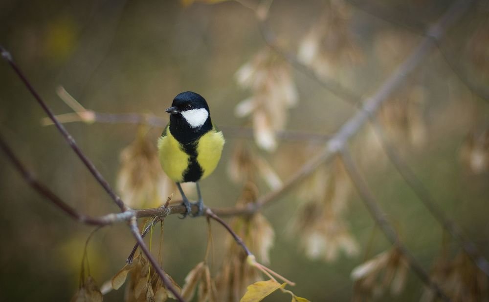Photograph by Анна Трестьян