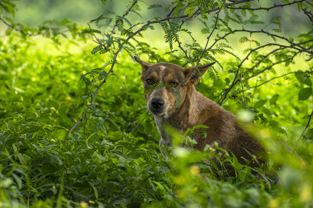 Photograph by mayur shrimali