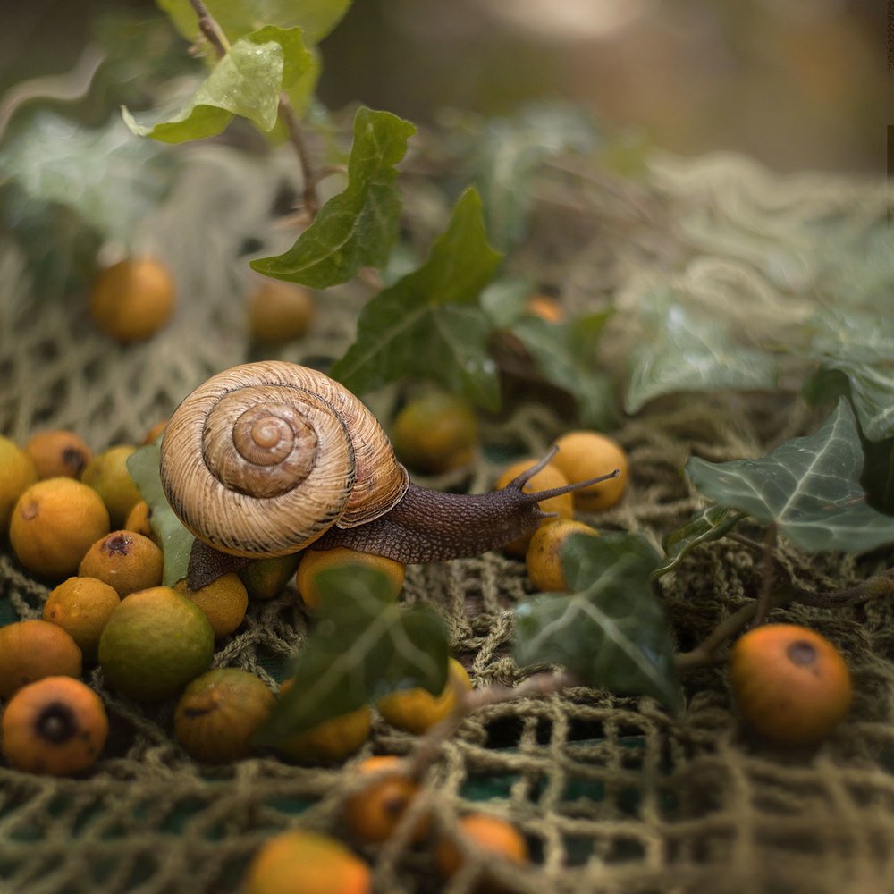 Photograph by Марго Лимп