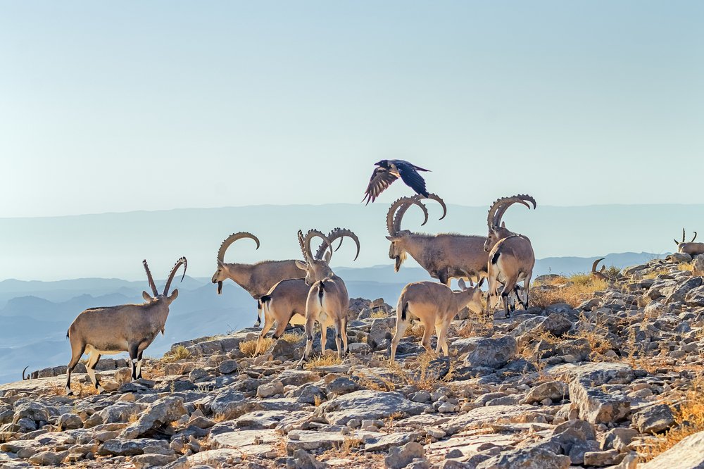 Photograph by tiki ozer