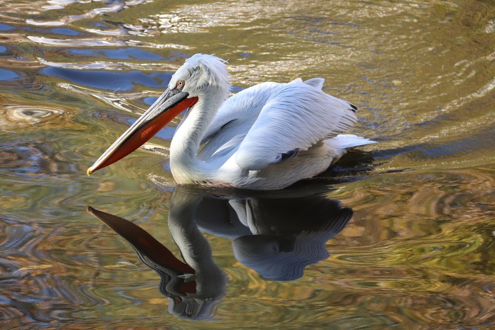 Photograph by Лариса Рулёва