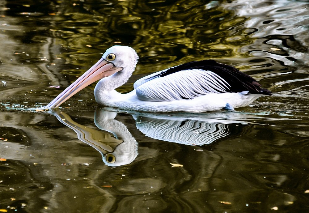 Australian Pelican