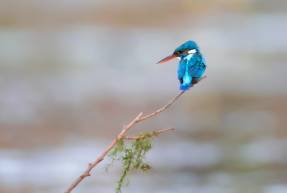 The common kingfisher   Wildlife