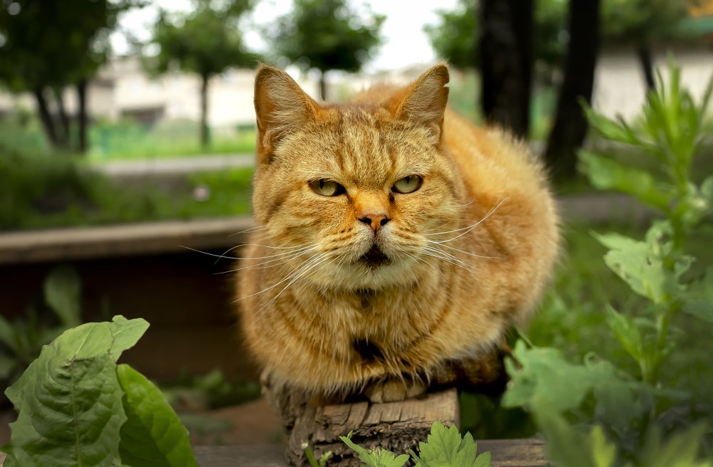Photograph by Вениамин Кожинов