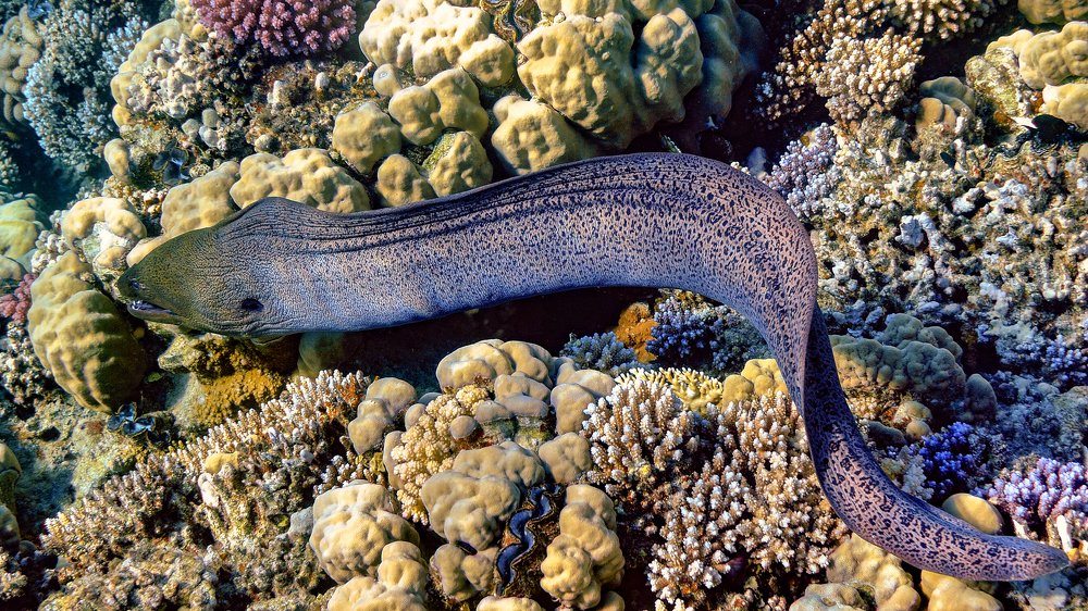 Photograph by Сергей Малеев