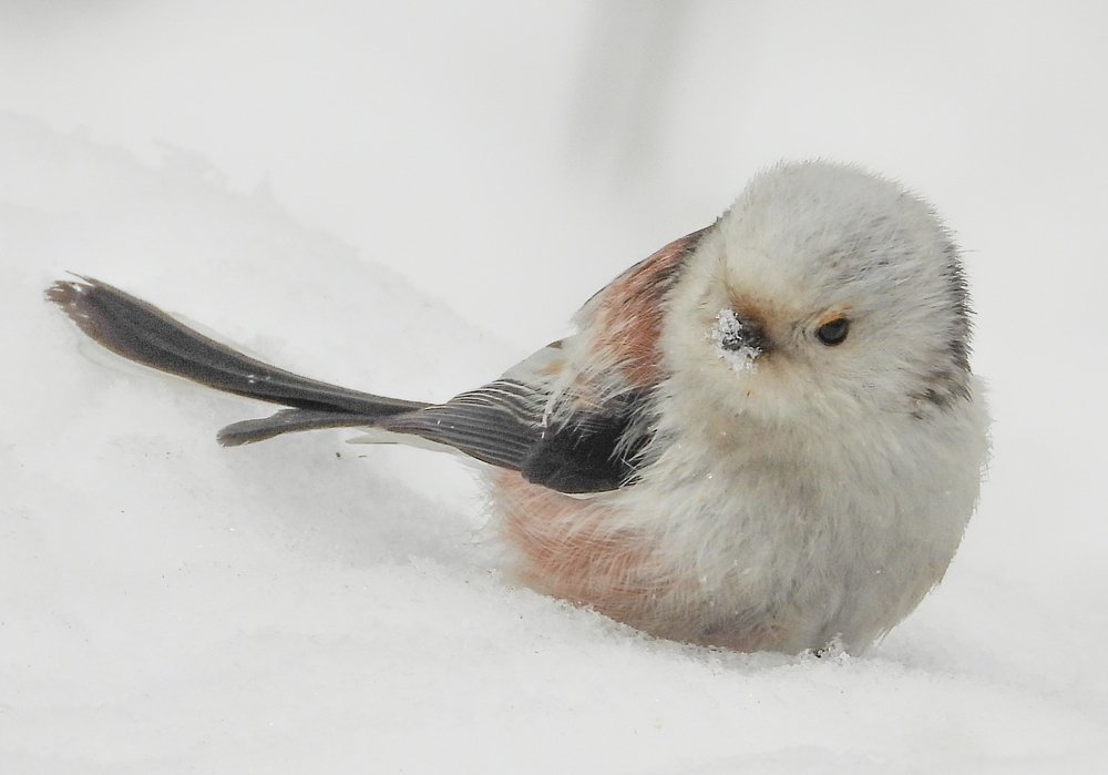 Photograph by Владимир Анатольевич Соколов