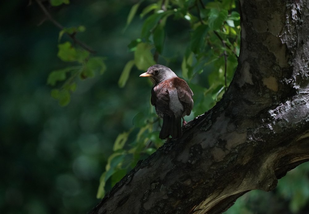 Photograph by Евгений Гаркуша