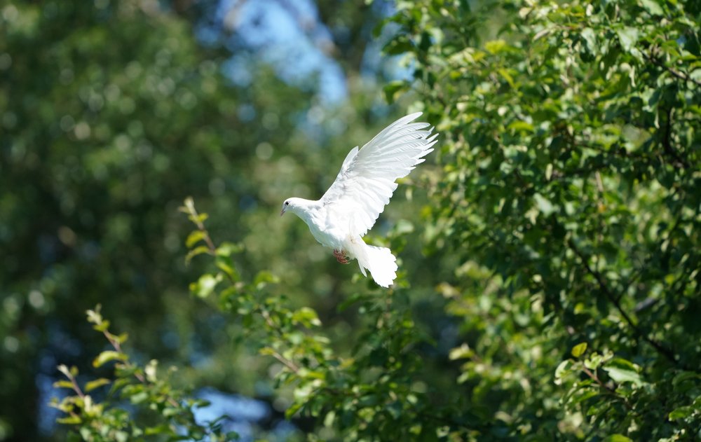 Photograph by Евгений Гаркуша