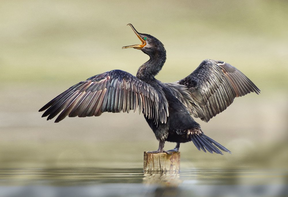 Photograph by Eduardo Modolo